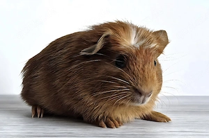 American Crested Meerschweinchen Jungtier