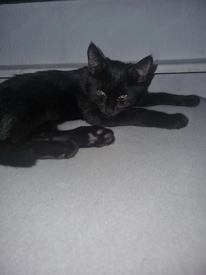 Wunderschöner Kater