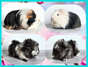 2 Meerschweinchen Böckchen