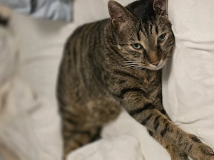 Katze zu verkaufen 