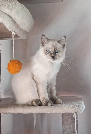 Heilige Birma Mädel Blue Tortie Point 