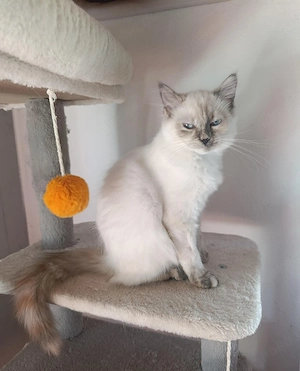 Blue Tortie Point Mädel Heilige Birma abgabebereit 