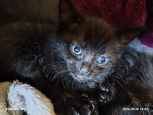 Kitten vom 6.08.2026
