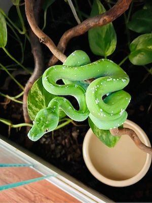 0.1 Morelia viridis   Grüner Baumpython Aru High White Bild 3