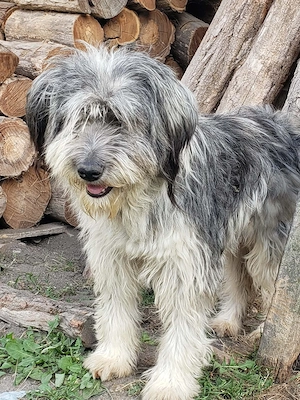 ARYA - zuckersüßes Hundekind (wartet in Rumänien) Bild 10