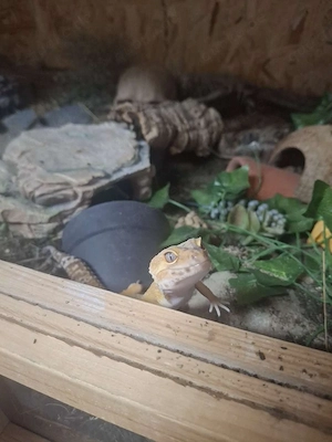 Leopardengecko weiblich