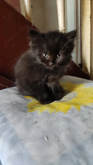 Maine Coon - Perser 