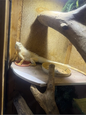 Leguan Albino weibchen mit Terrarium 