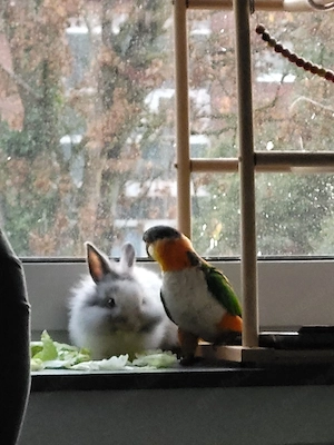Weißes Zwergkaninchen (männlich) 