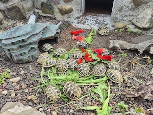 2 griechische Landschildkröten Schildkröten 