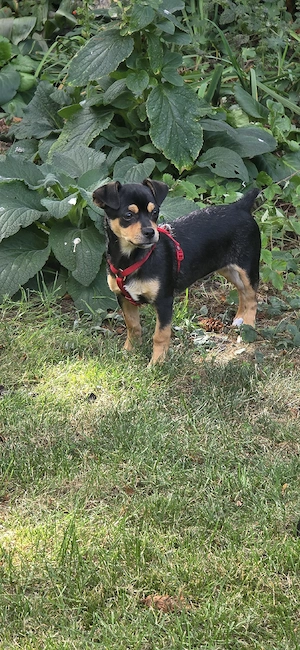 Chihuahua Rüde 