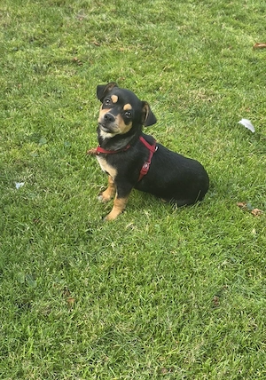  Chihuahua Rüde 