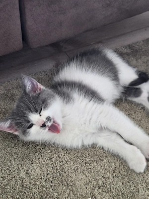 Britisch-Kitten Mädchen 