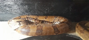 Boa constrictor 