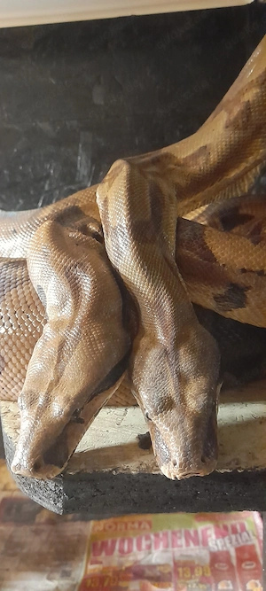 Boa constrictor 