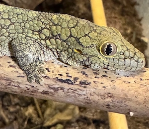 eury eurydactylodes gecko 