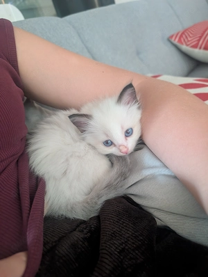 Heilige Birma Kitten - Wurf vom 12.08.2026