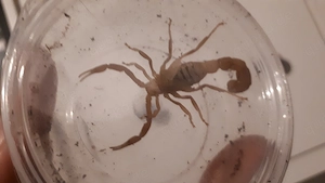 Parabuthus pallidus adult
