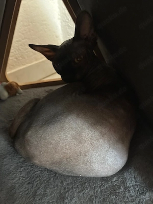 Sphynix Katze sucht neues Zuhause 