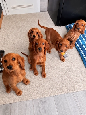 Cocker Spaniel Welpen 