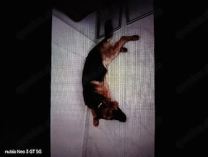 Deutscher Schäferhund sucht endplatz