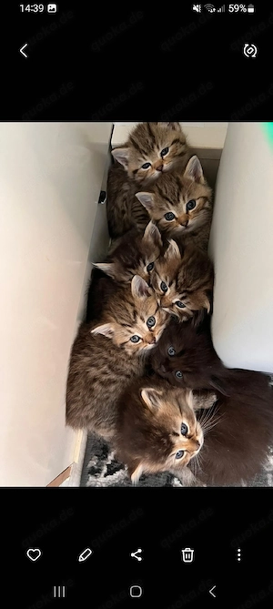 Katenbabies