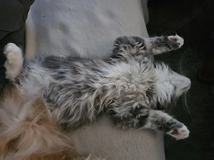 Unsere wunderschönen, reinrassigen Maine Coon Kitten warten auf ihr zu Hause für immer.