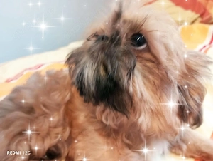 Kleiner reinrassiger  Welpen Shih Tzu - Welpen Junior mit dem gewissen Etwas im Blick 