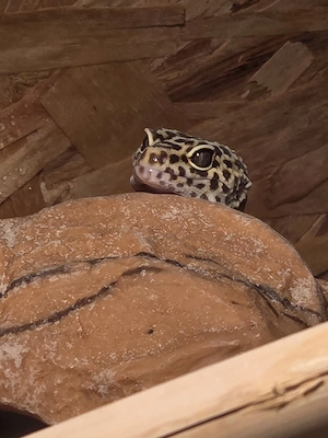 Leopartengecko mit Terrarium 