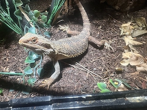 Bartagame 0.1