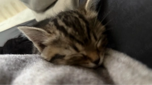 babys katzen 