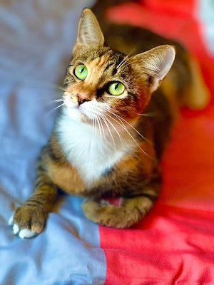 Zuhause gesucht, Aimie, 1,5 Jahre alt 