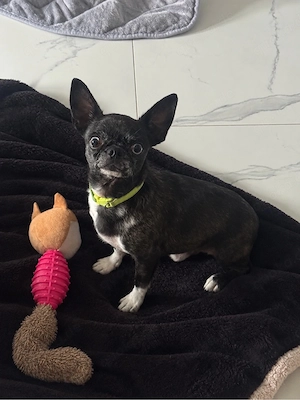 Fröhlicher Chihuahua Rüde sucht liebes Zuhause