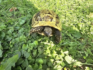 Griechische Landschildkröten 