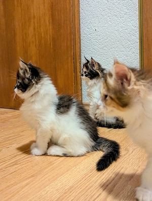 Maine Coon Katze