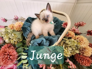 Siam BLH Kitten  Noch ein Mädchen und ein Junge  Starterpaket  Tierärztliche Untersuchung 