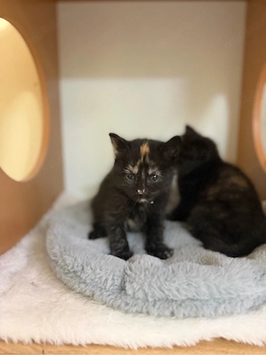 katzenbabys 