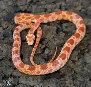 RF Amel Tessera, RF Amel
