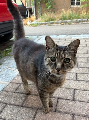 Pauli, 8 Jahre, lieb und verschmust 