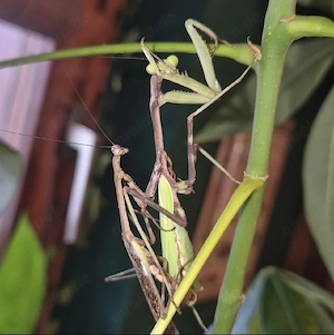 Isomantis domingensis (Stagmomantis) Gottesanbeterin 