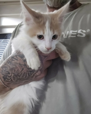 Maine Coonkitte. 