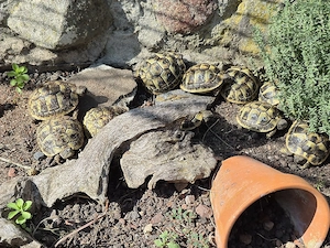 2 griechische Landschildkröten Nachzuchten Nr. 3 + Nr. 23 