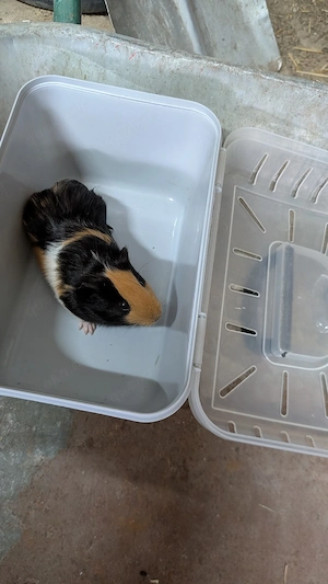 Meerschweinchen Böckchen 10 Wo. sucht noch ein neues zuhause