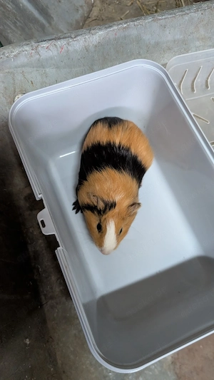 junge Meerschweinchen Böcke 