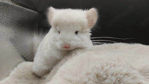 Angora Chinchillababy