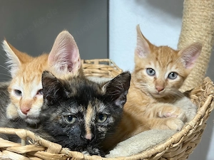 Kitten 1.7.2026 