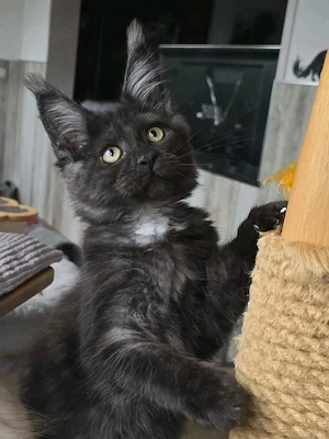 Liebevolle Maine-Coon-Kätzchen suchen ein neues Zuhause     