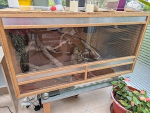 Bartagame mit Terrarium 