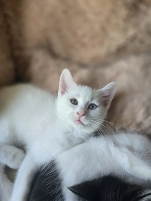    Drei süße Kater suchen ein liebevolles Zuhause   