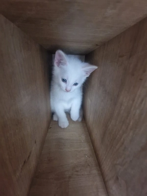 kitten Katzen 